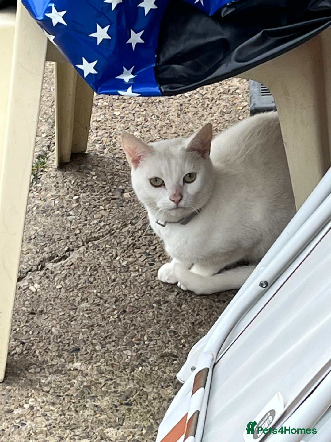 Mixed Breed cats for sale: Stunning white khao manee / British long hair  - Image 2