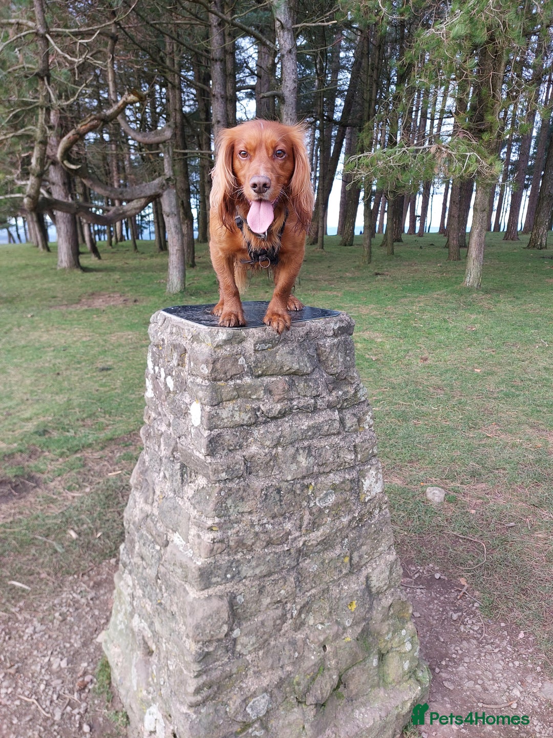 Cocker Spaniel dogs for stud: Experienced stud in Gloucester - Advert 4