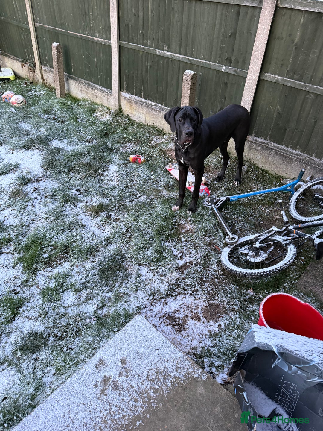 Great Dane dogs for sale: 8 Month Old Great Dane - Advert 9