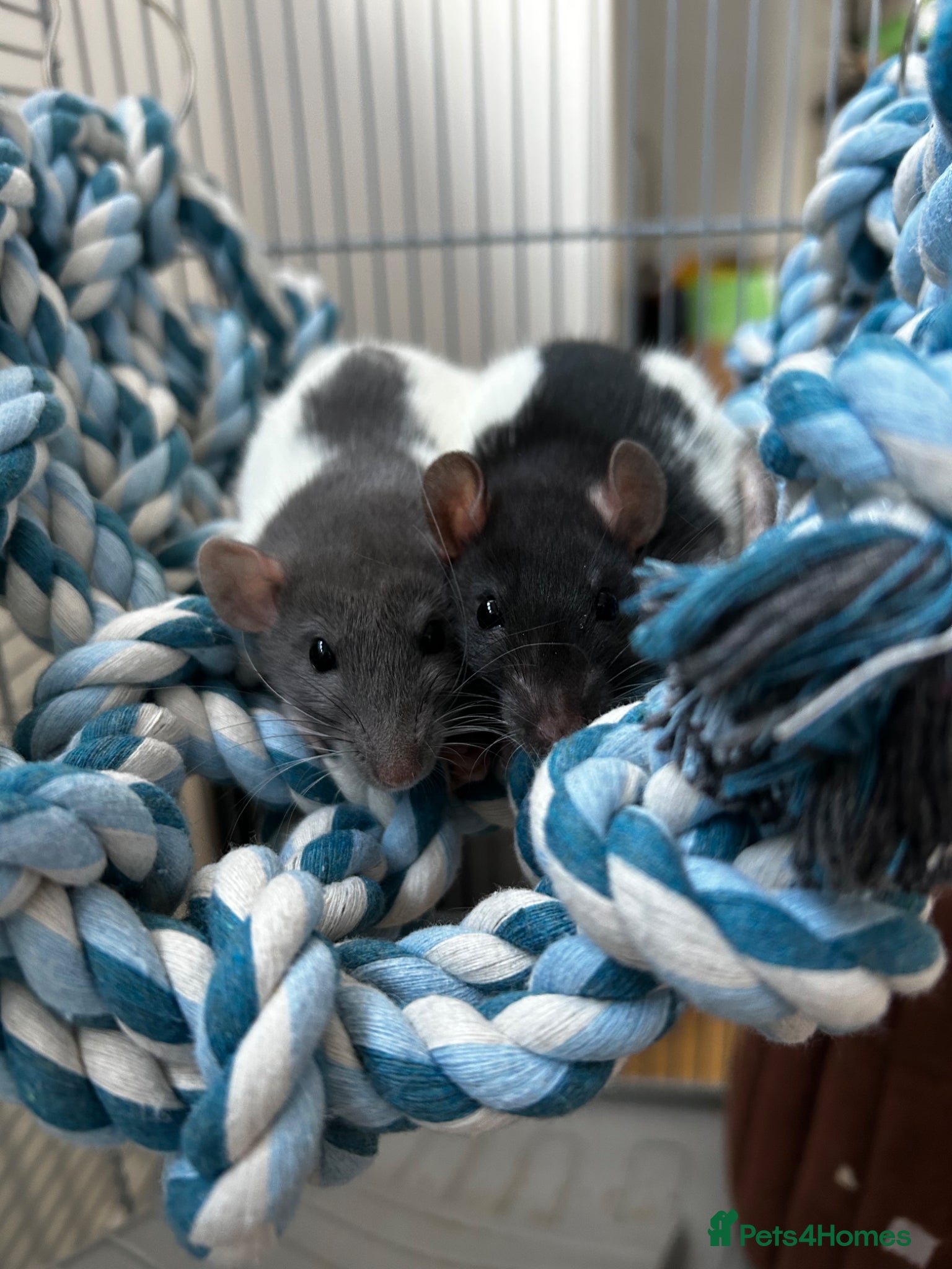 Rat rodents for sale: Pair of female rats  - Advert 1