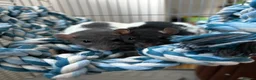 Rat rodents for sale: Pair of female rats  - Advert 1
