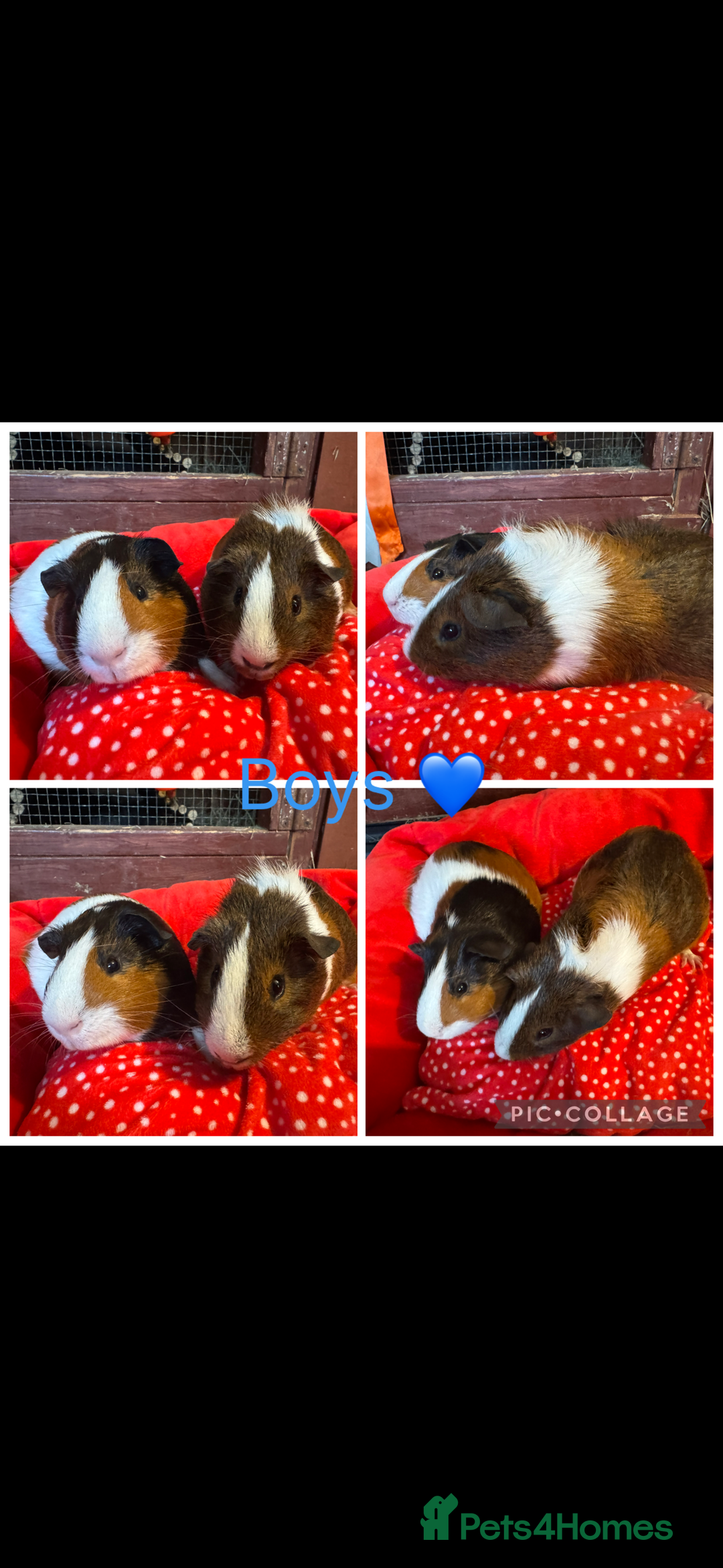 Guinea Pig rodents for sale: Female & Male Guinea pigs 👀 for new laps 🥰 - Advert 20
