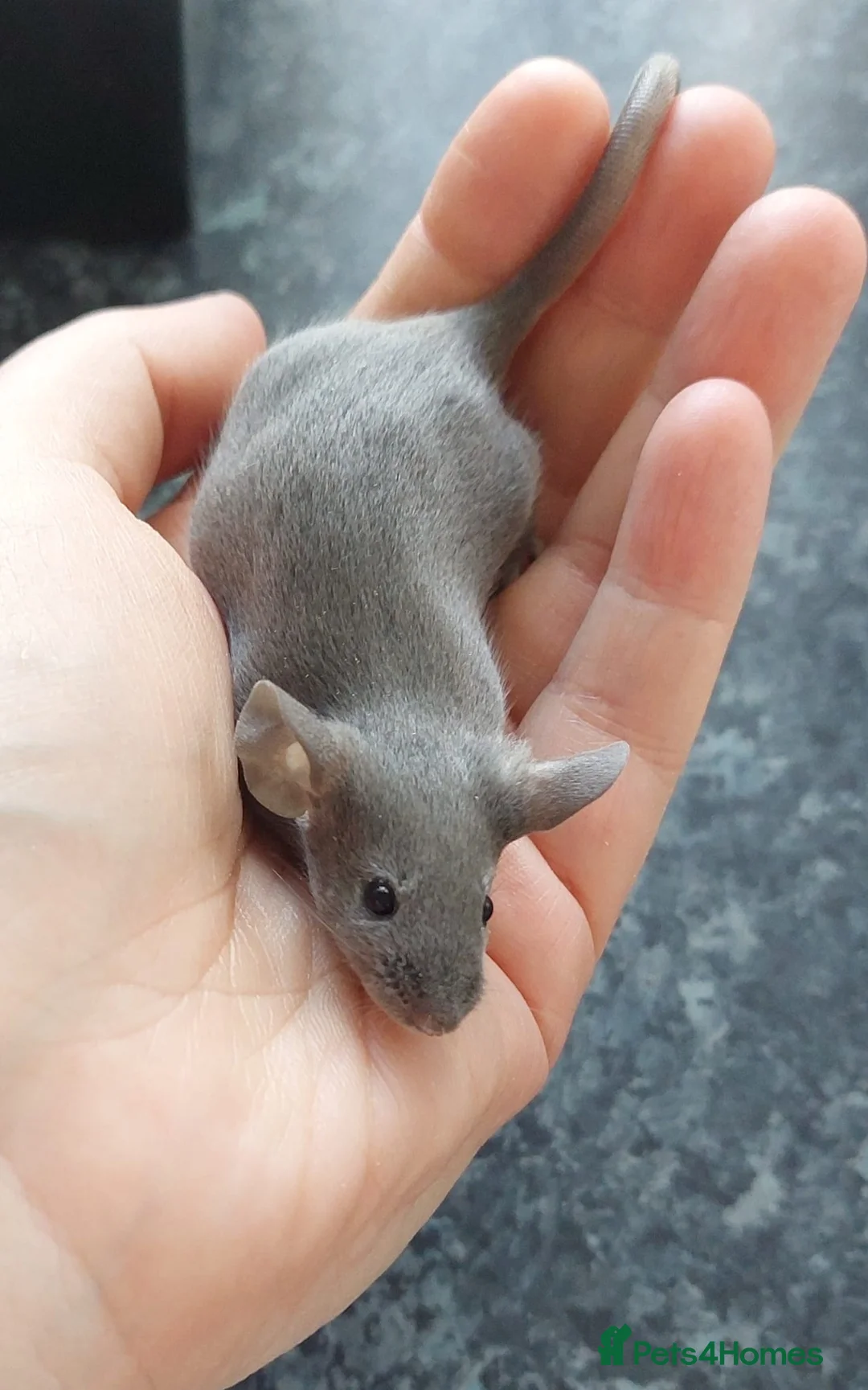 Rat rodents for sale: Standard Fancy Rats - Advert 1