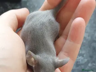 Rat rodents for sale: Standard Fancy Rats - Advert 2