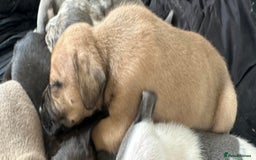 Mixed Breed dogs for sale: American bull staff puppies  - Image 28