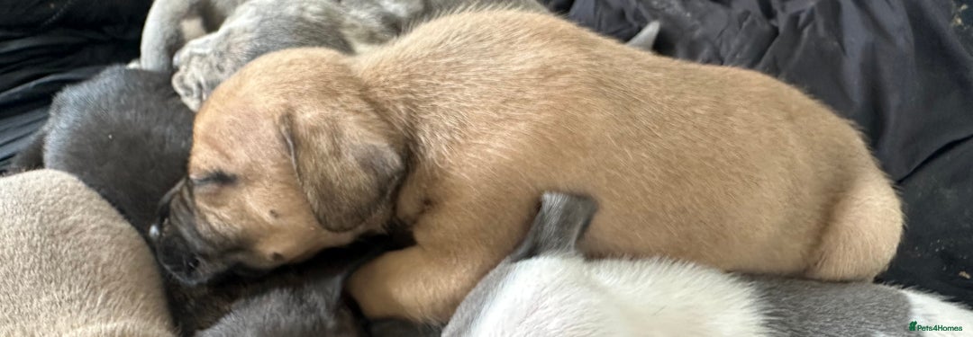 Mixed Breed dogs for sale: American bull staff puppies  - Image 28
