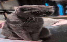 Scottish Fold cats for sale: 💎 TICA ACTIVE 🏆 SCOTTISH FOLD QUEEN 👑 - Image 6