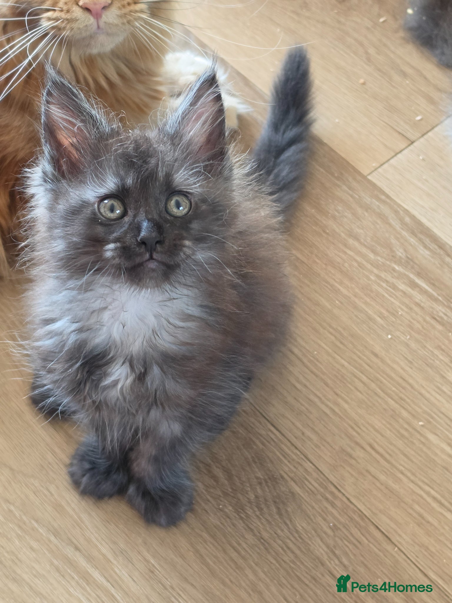 Maine Coon cats Maine coon kittens Ready Now - Advert 16