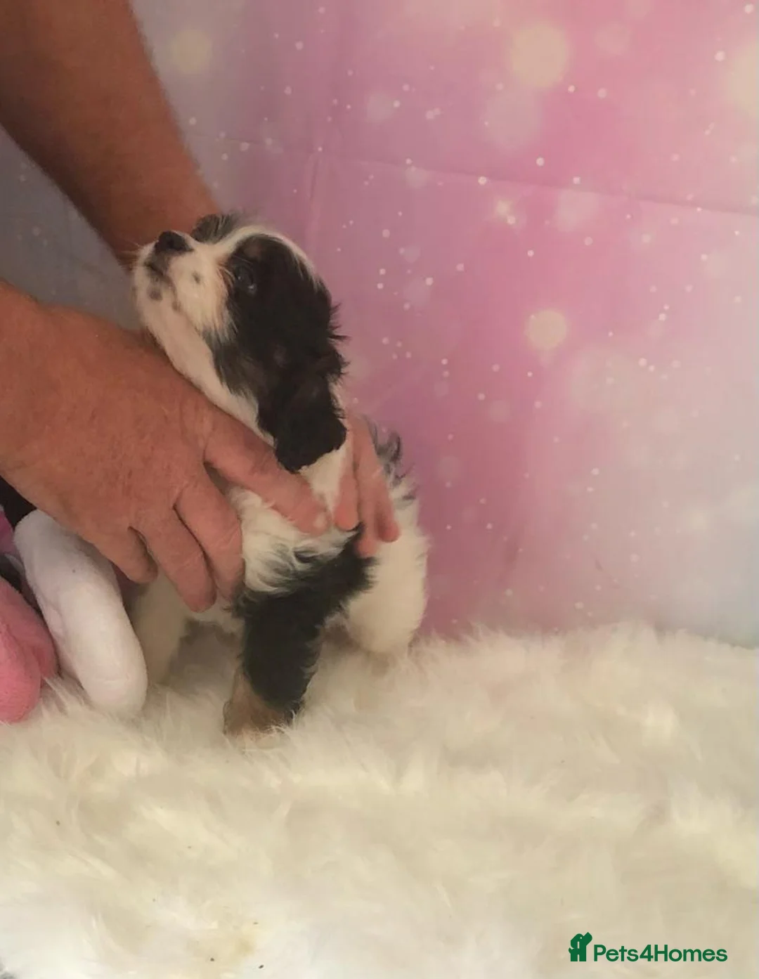 Toy Poodle dogs for stud: Toy poodle available for stud  in Rowlands Gill - Advert 5