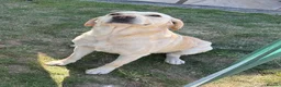 Labrador Retriever dogs for stud: Crimers Steve Rogers. Exceptional Stud Working Dog - Advert 3