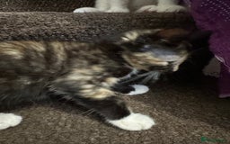 Mixed Breed cats for sale: Playful Kittens 🐾 (Please Read Description) - Image 14