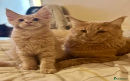 Maine Coon cats for sale: Last Ginger Boy Pure Mainecoon! - Image 37