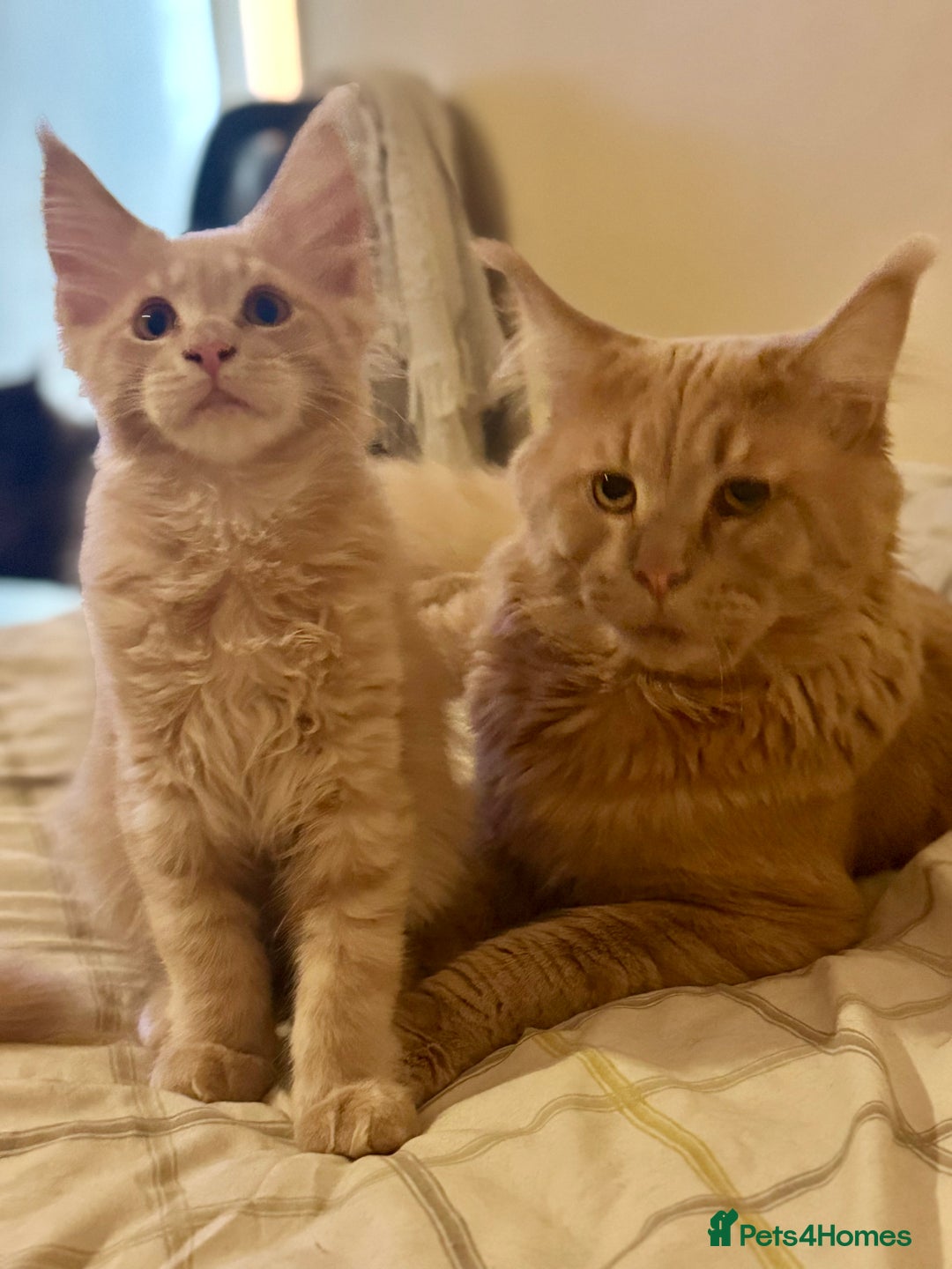 Maine Coon cats for sale: Last Ginger Boy Pure Mainecoon! - Image 37