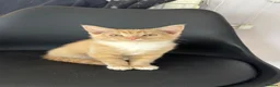 Mixed Breed cats for sale: 3 adorable kittens for sale  in Leicester - Advert 10