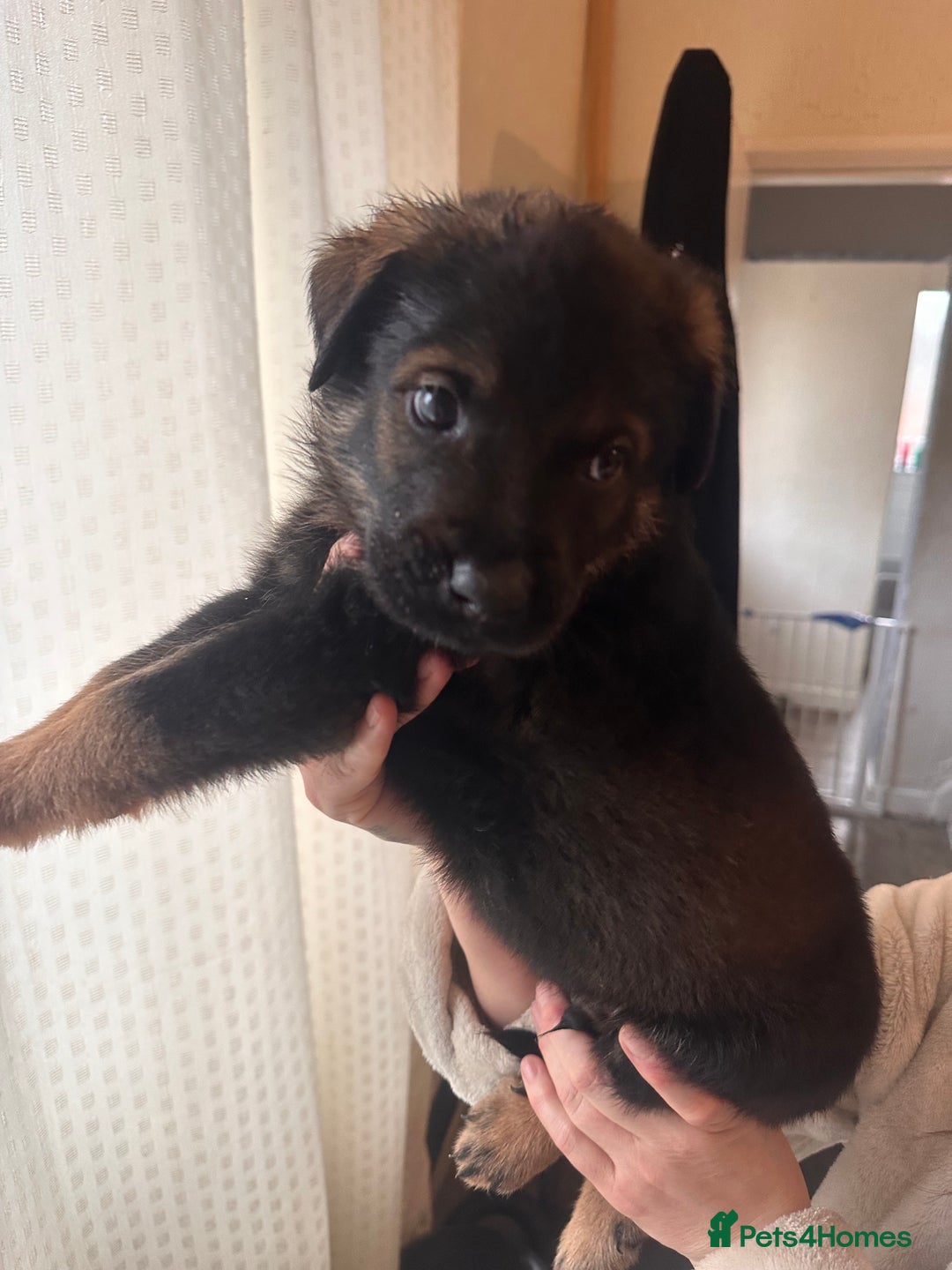 Mixed Breed dogs for sale: Shepweiller Puppies (8/10/25) REDUCED! - Advert 20