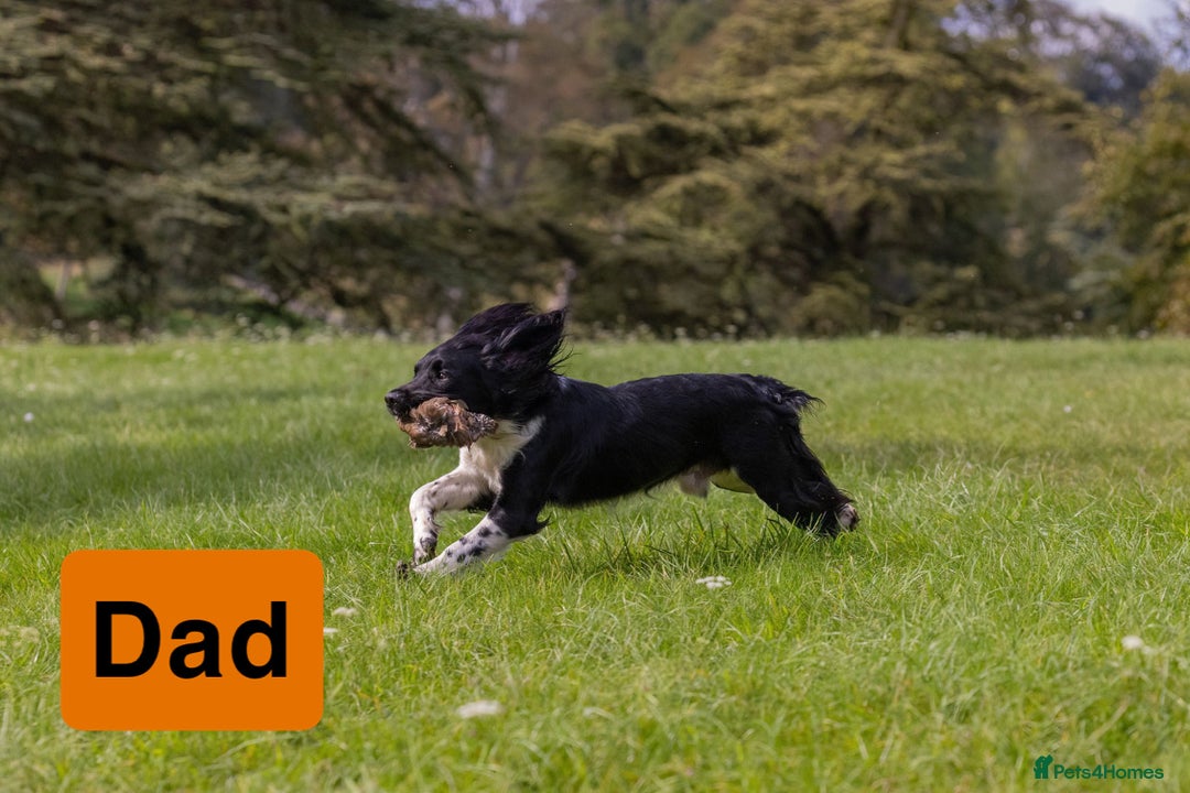 English Springer Spaniel dogs for sale: Gorgeous marked English Springer Spaniel pups  - Image 22