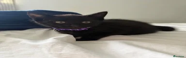 Purple collar - girl 