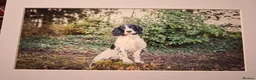 English Springer Spaniel dogs for stud: Beautiful Proven Springer Spaniel for stud. in Abertillery - Advert 8
