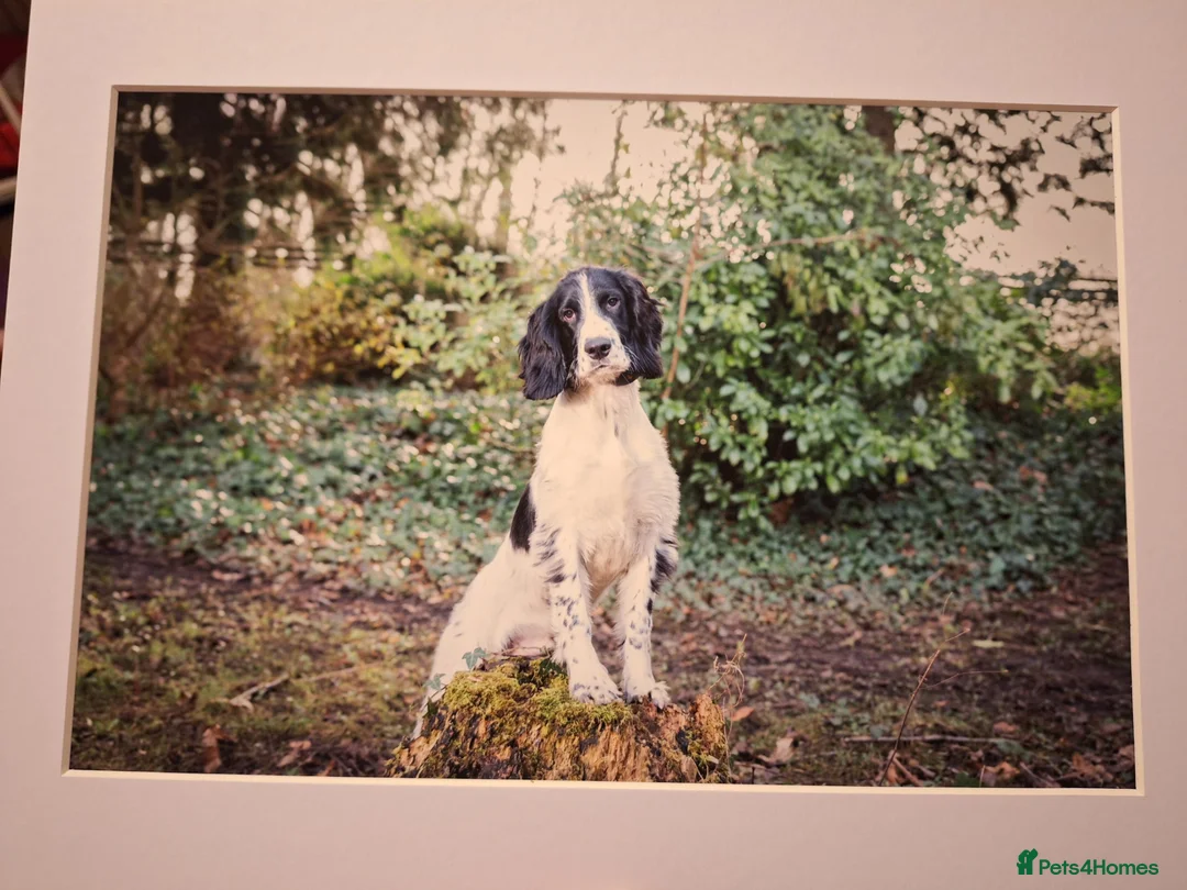 English Springer Spaniel dogs for stud: Beautiful Proven Springer Spaniel for stud. in Abertillery - Advert 8