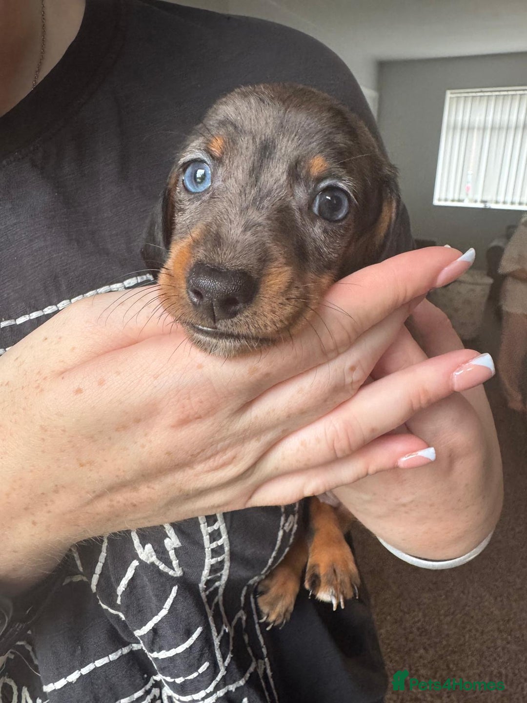 Dachshund dogs for sale: Miniature dachshunds ready now 💗 - Image 6