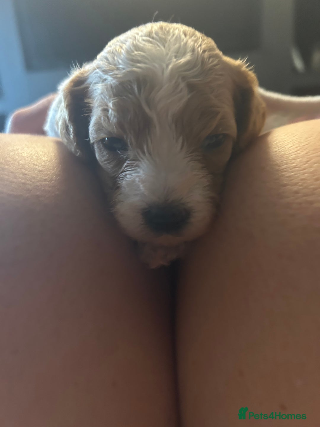 Cavapoo dogs for sale: F1BB cavapoo puppies  - Image 18