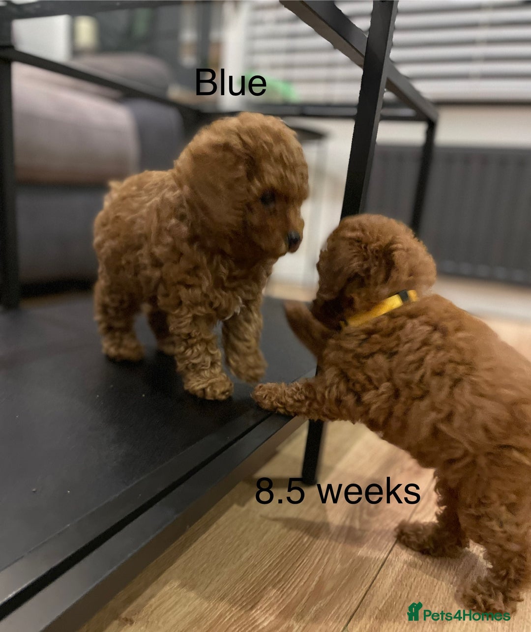 Toy Poodle dogs for sale: Asian Toy Poodle Puppies  - Image 6