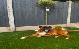 Boxer dogs for stud: Boxer Stud - Image 2