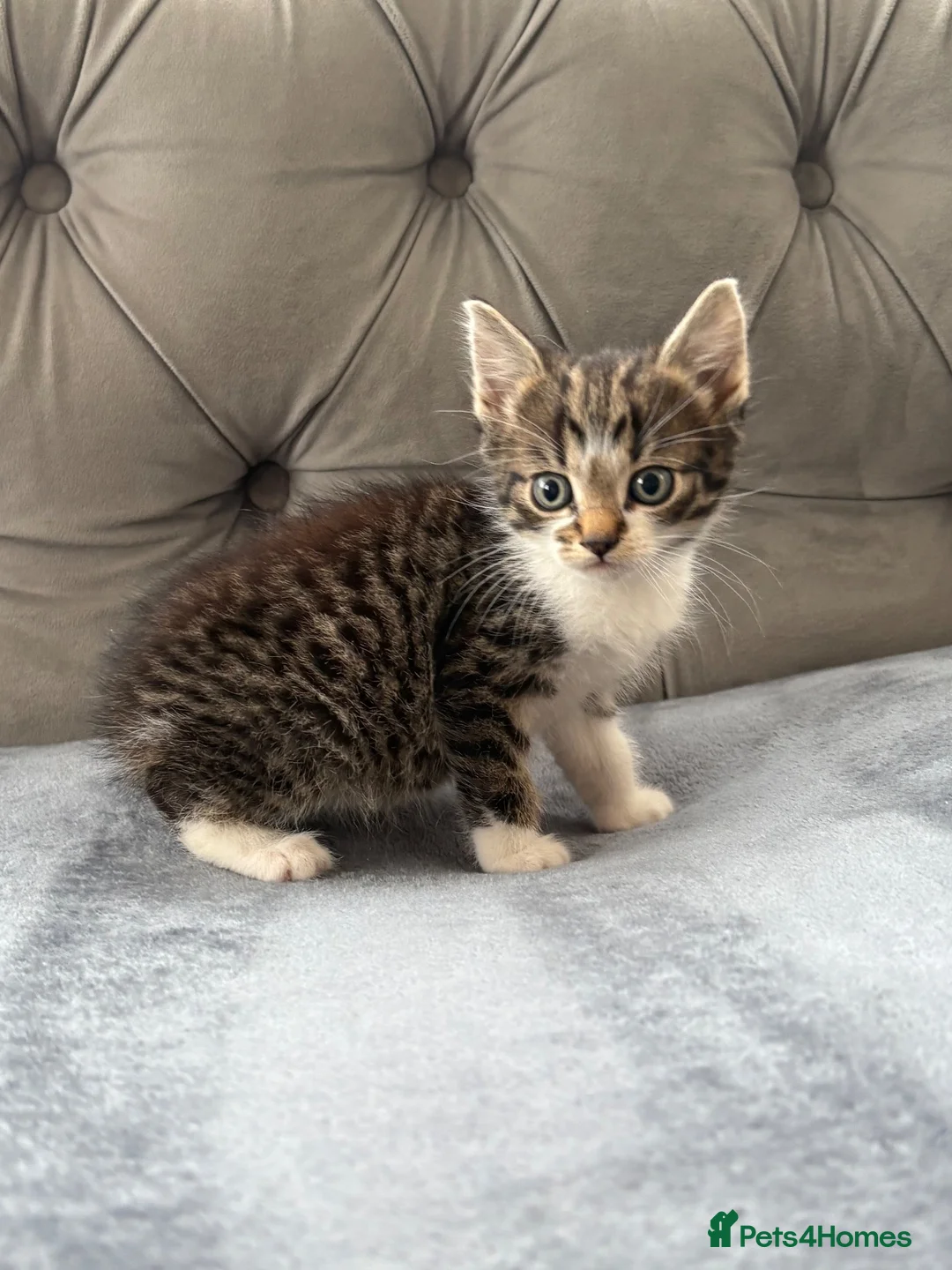Mixed Breed cats for sale: Beautiful kittens  - Advert 2