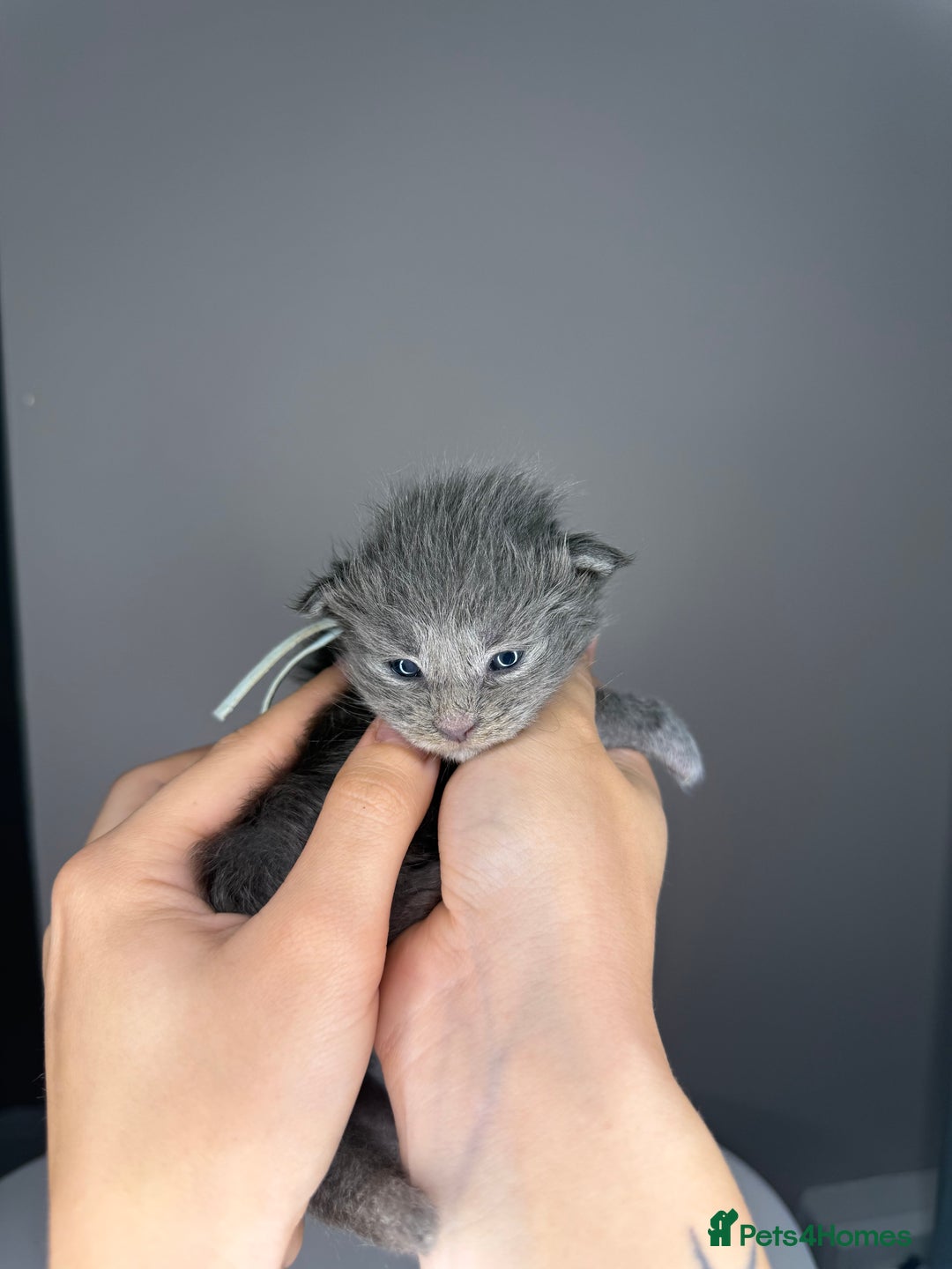 Maine Coon cats for sale: XL Russian maine coon kittens  in Market Rasen - Image 12