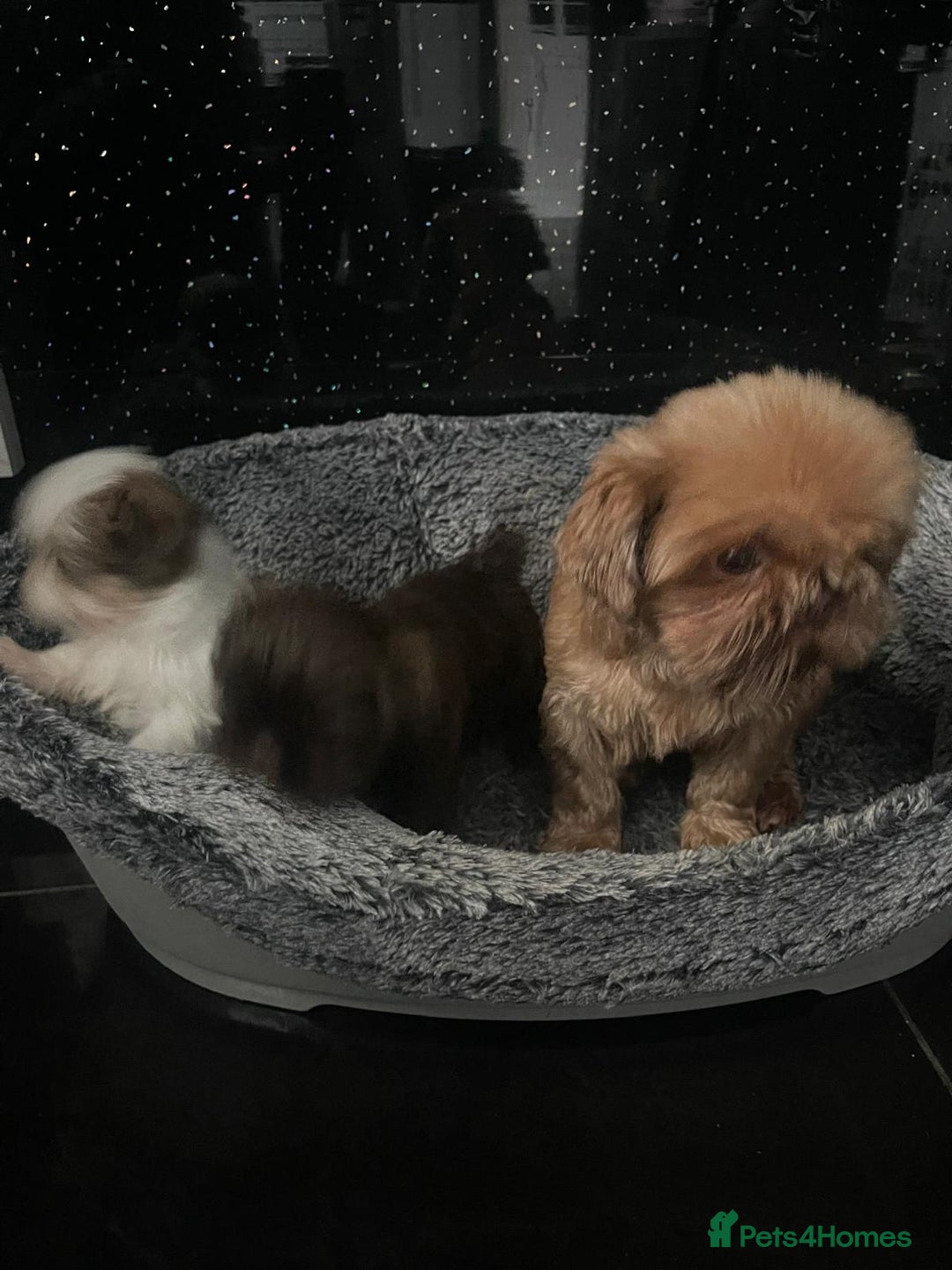 Shih Tzu dogs for sale: Orange and white imperial shih tzu - Advert 8