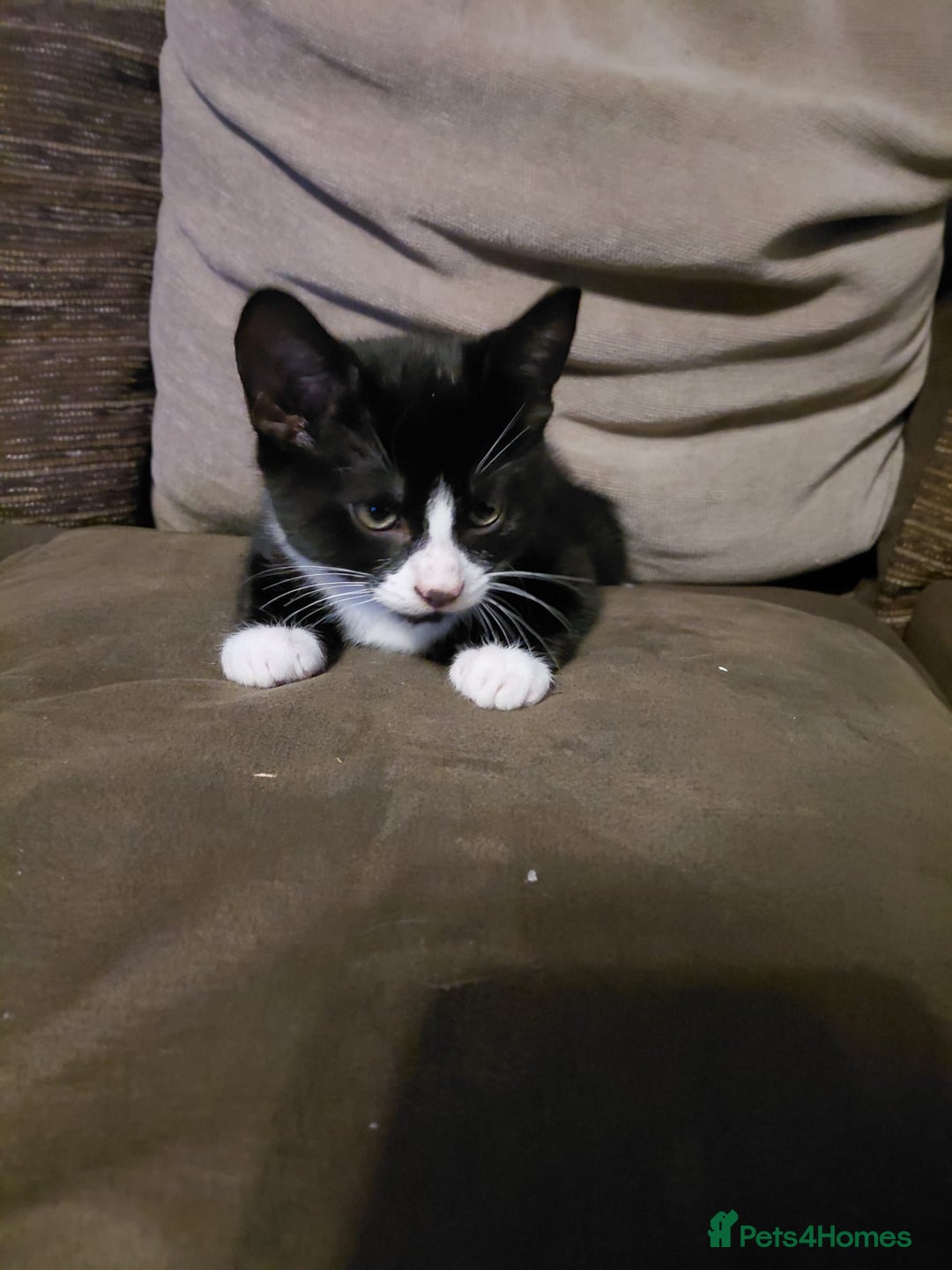 Mixed Breed cats for sale: Kittens looking for their new homes  - Advert 5