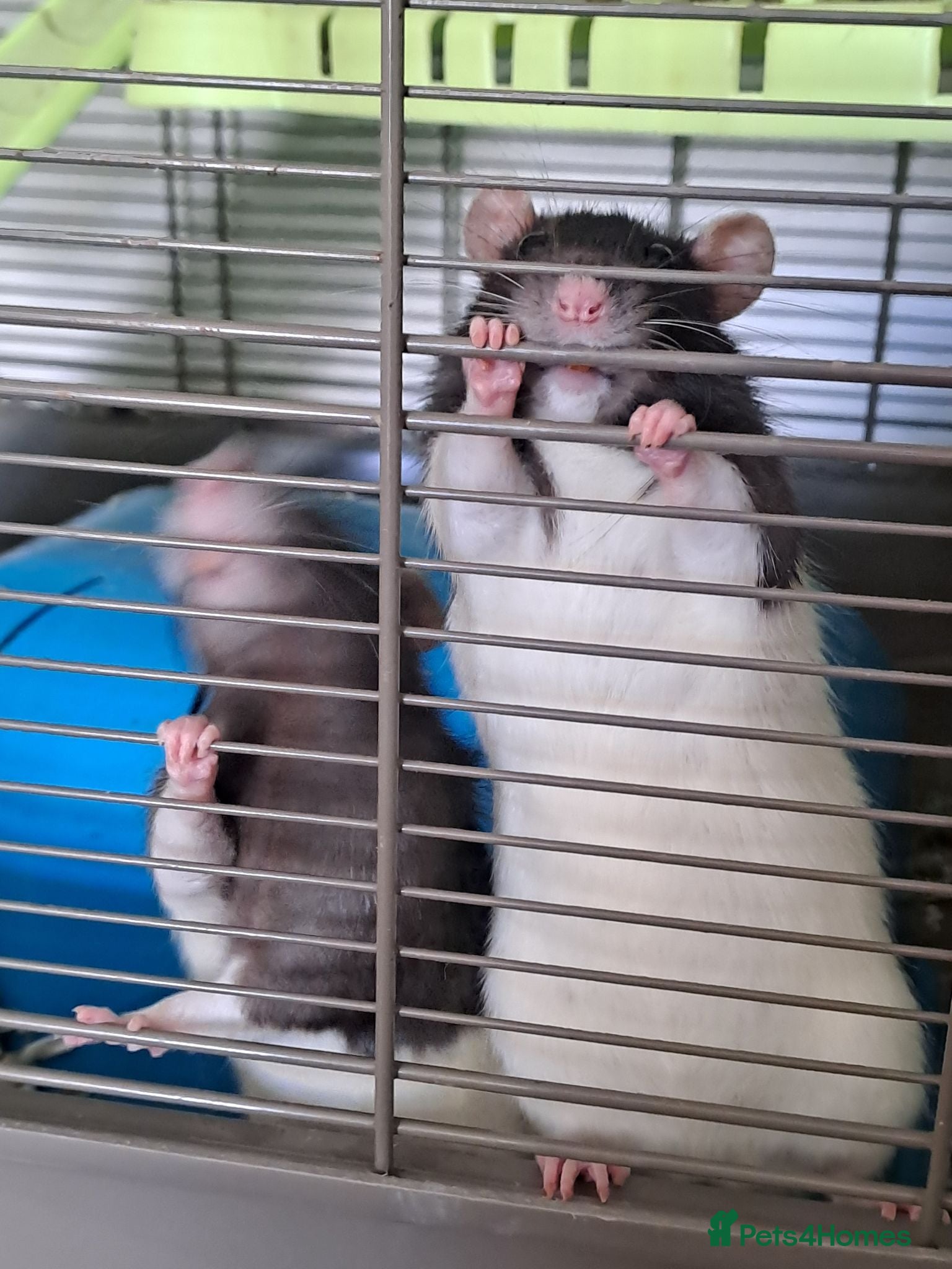 Rat rodents 2 pairs of girls needing homes. - Advert 1