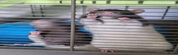 Rat rodents for sale: 2 pairs of girls needing homes. - Advert 1
