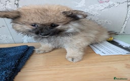 Pomeranian dogs for sale: Beautiful pups - Image 26