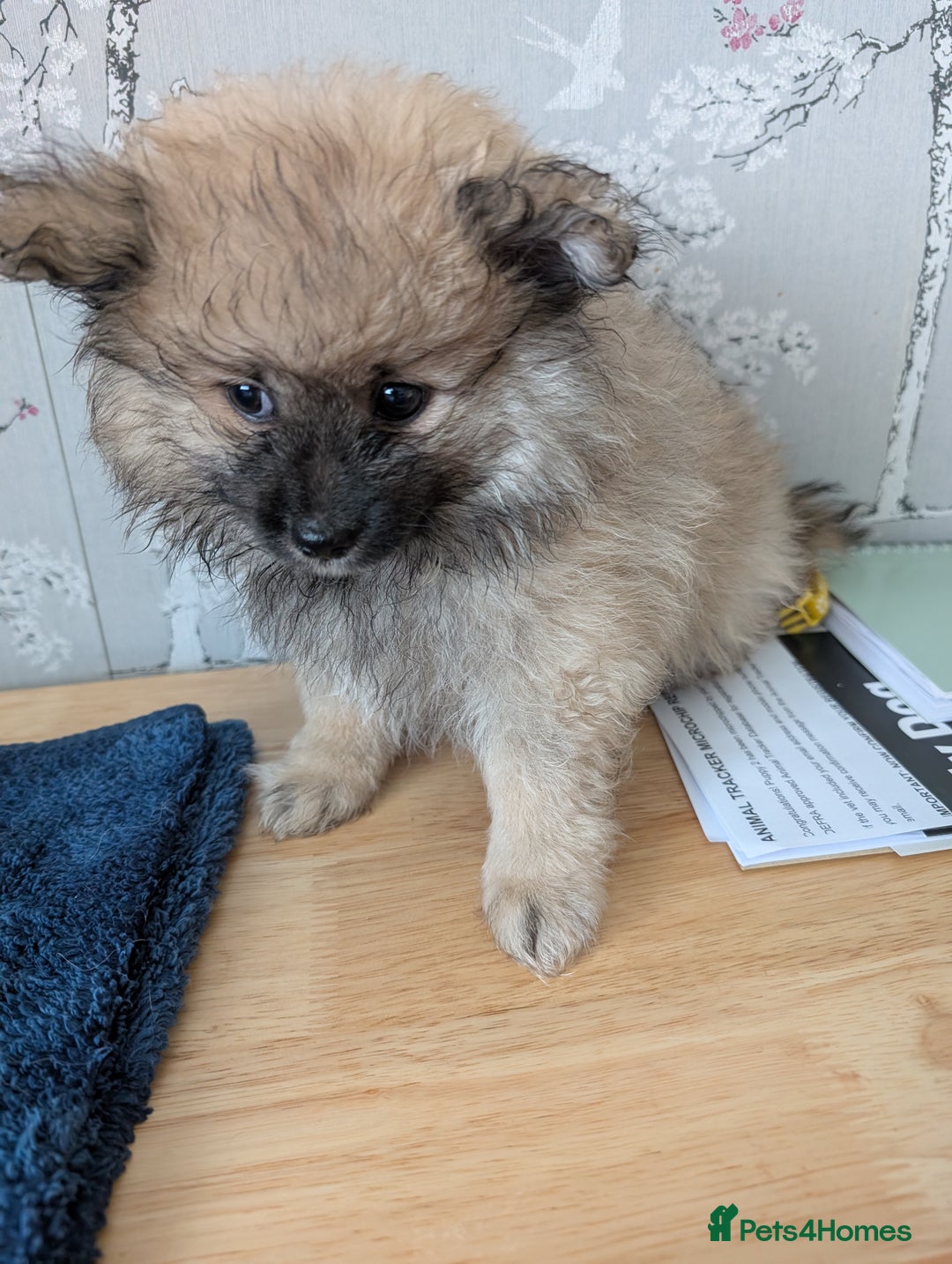 Pomeranian dogs for sale: Beautiful pups - Image 26