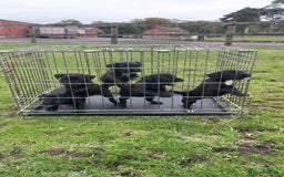 Patterjack dogs for sale: Patterjacks - Image 1