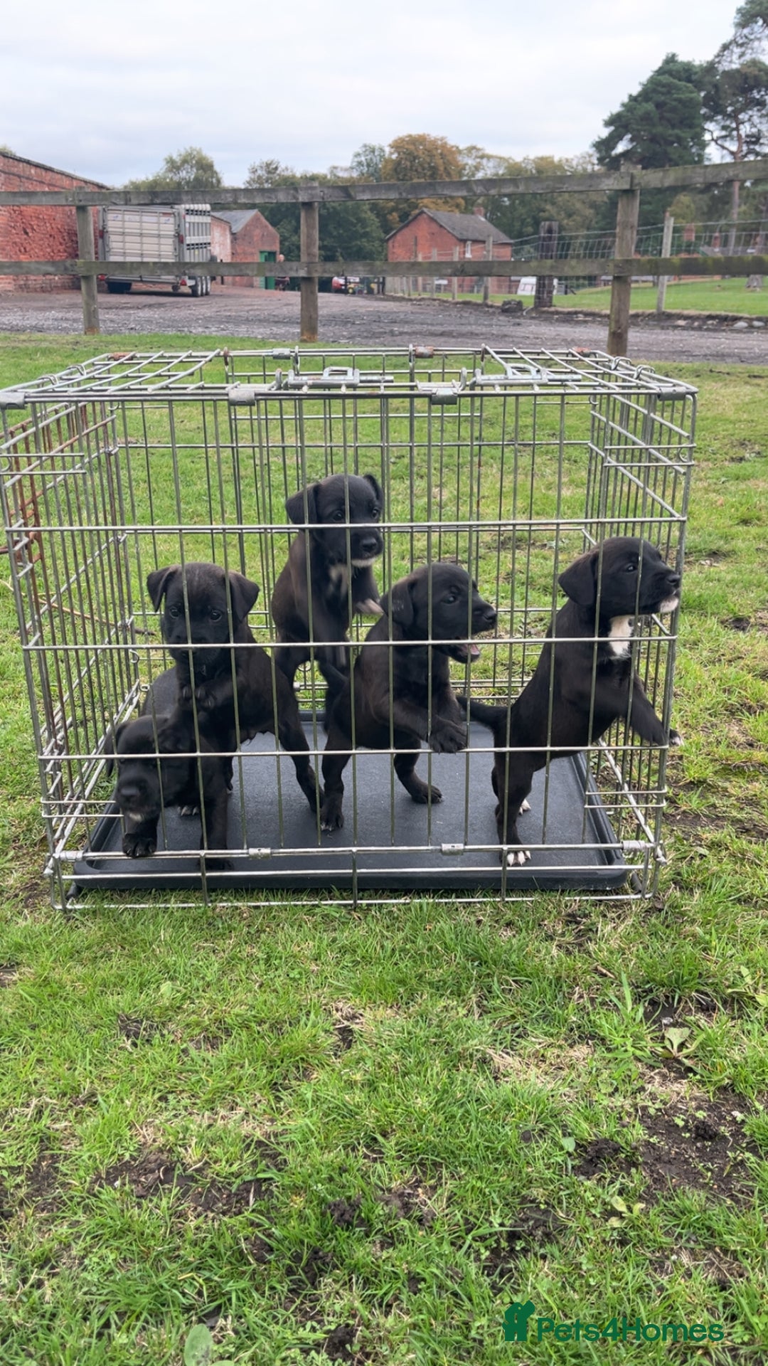 Patterjack dogs for sale: Patterjacks - Image 1