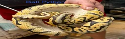 Snake reptiles for sale: Mixed Snakes - Advert 39