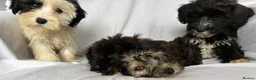 Mixed Breed dogs for sale: Sealyham X Poodle Puppies  - Advert 25