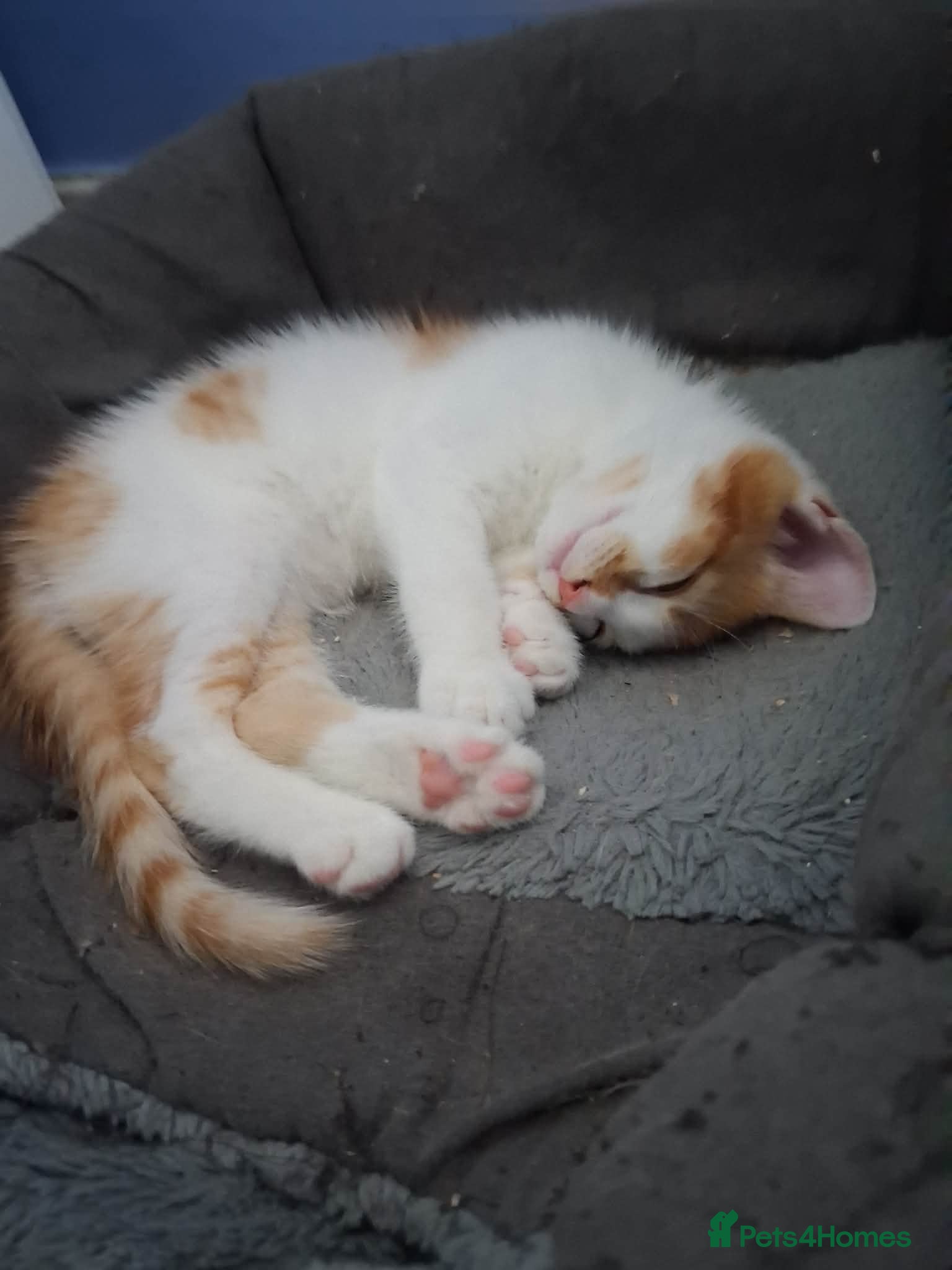 Mixed Breed cats ⭐️Siberian cross ⭐️ - Advert 4