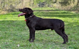 Labrador Retriever dogs for stud: Proven KC Reg Labrador health tested stud in Olney - Image 3