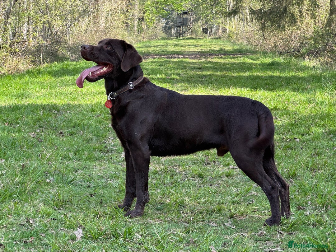 Labrador Retriever dogs for stud: Proven KC Reg Labrador health tested stud in Olney - Image 3