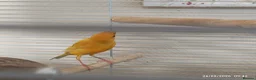 Canaries birds for sale: Canary MALES - Advert 5