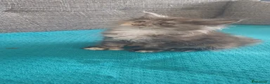 Maine Coon 5