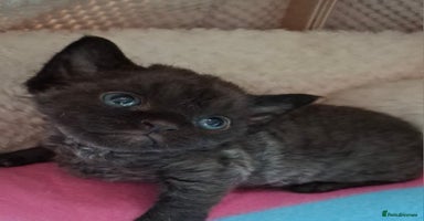 Devon Rex cats - Advert 7