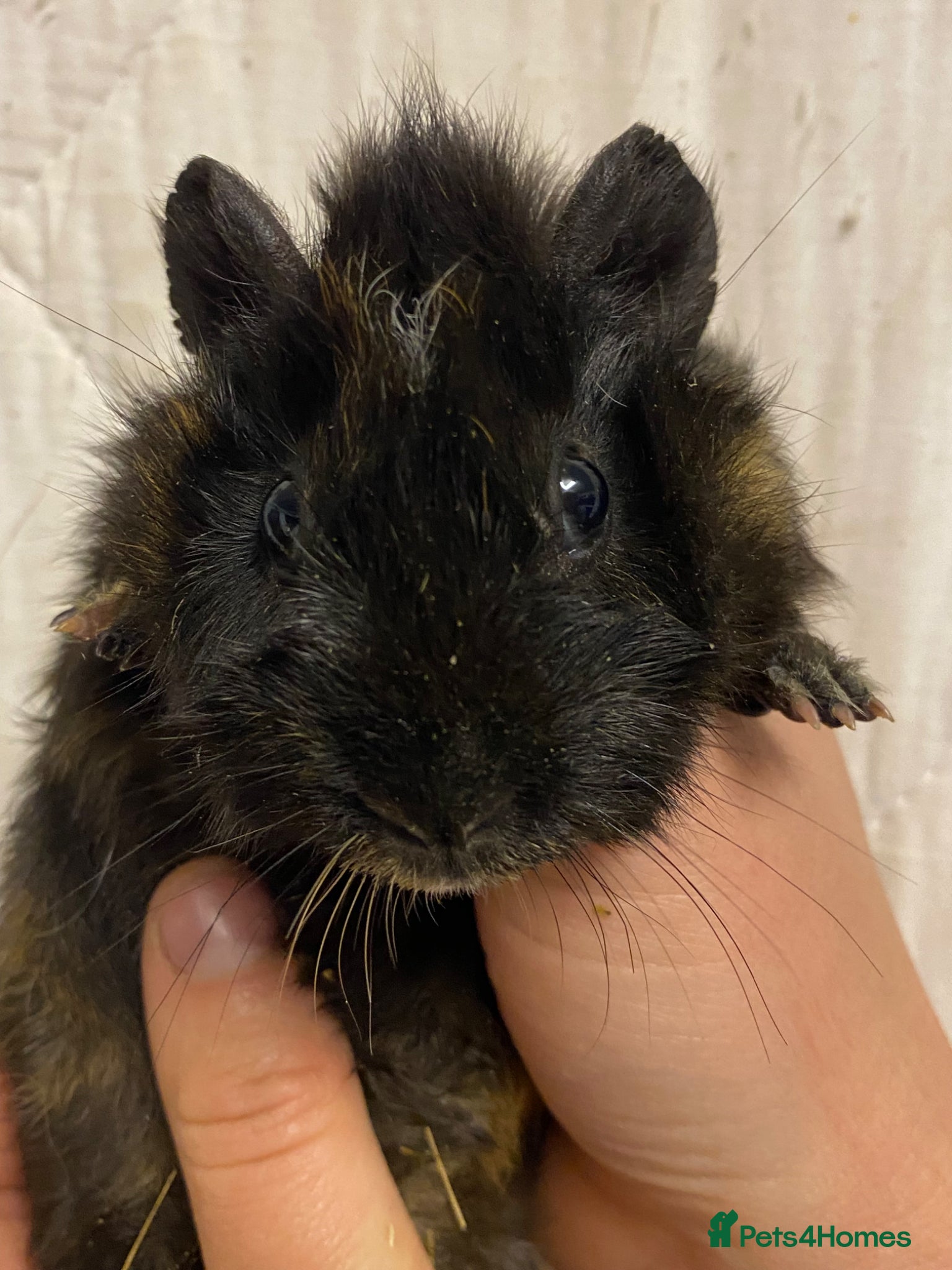 Guinea Pig rodents Baby Female Guinea Pigs For Sale  - Advert 2