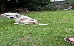 Saint Bernard dogs for sale: Last beautiful female St Bernard puppy for sale.  - Image 8