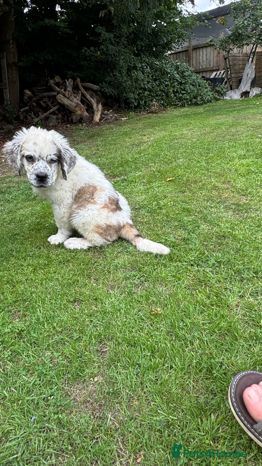 Saint Bernard dogs for sale: Last beautiful female St Bernard puppy for sale.  - Image 8
