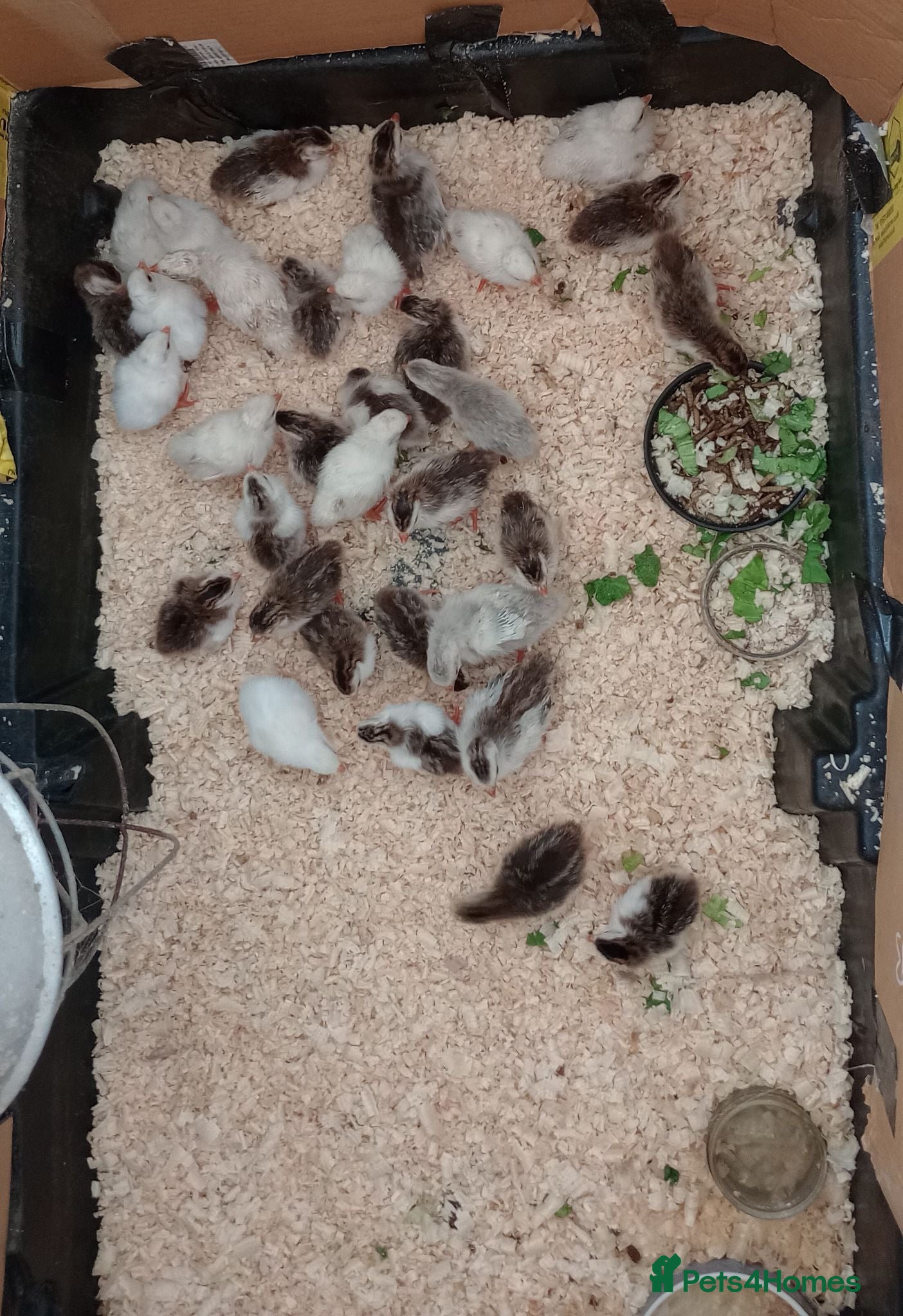 Guinea Fowl poultry Guinea Fowl keets for sale - Advert 6