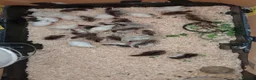 Guinea Fowl poultry for sale: Guinea Fowl keets for sale in Llantwit Major - Advert 1
